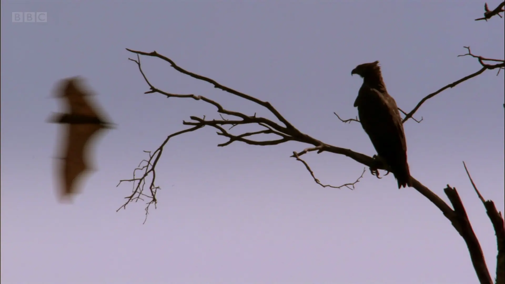 Crowned eagle (Stephanoaetus coronatus) as shown in Africa - Savannah
